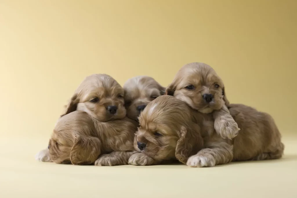 American Cocker Spaniel puppies