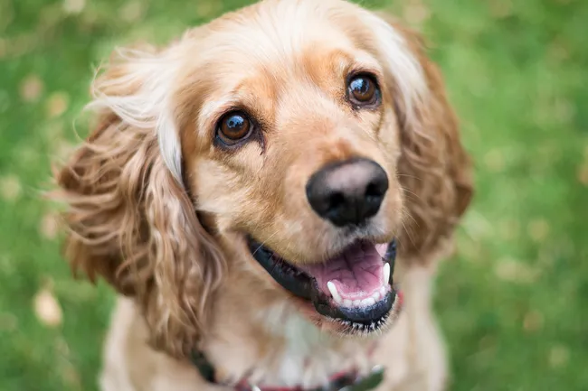 American Cocker Spaniel: Pictures, Info & Care Guide