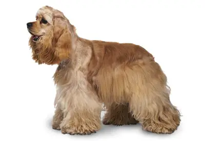 American Cocker Spaniel