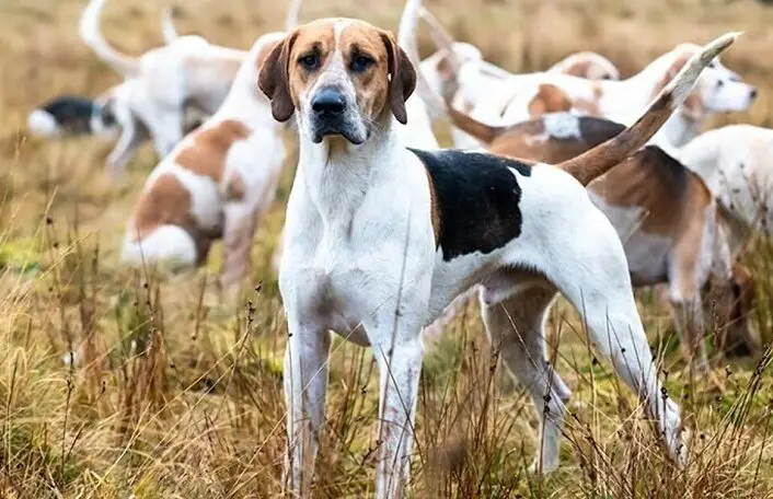 American Foxhound standing in a field.