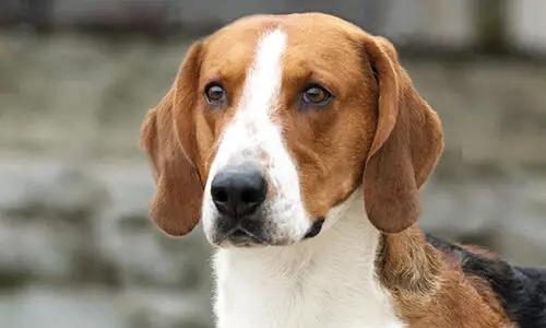 Face of American Foxhound dog breed