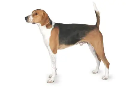 American Foxhound