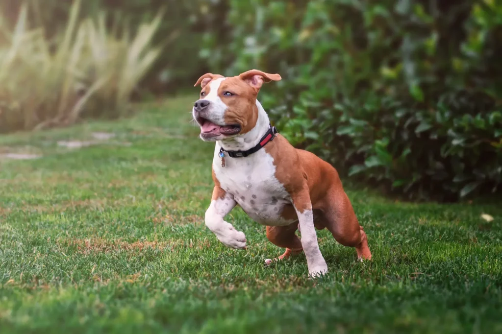 American staffy running on grass