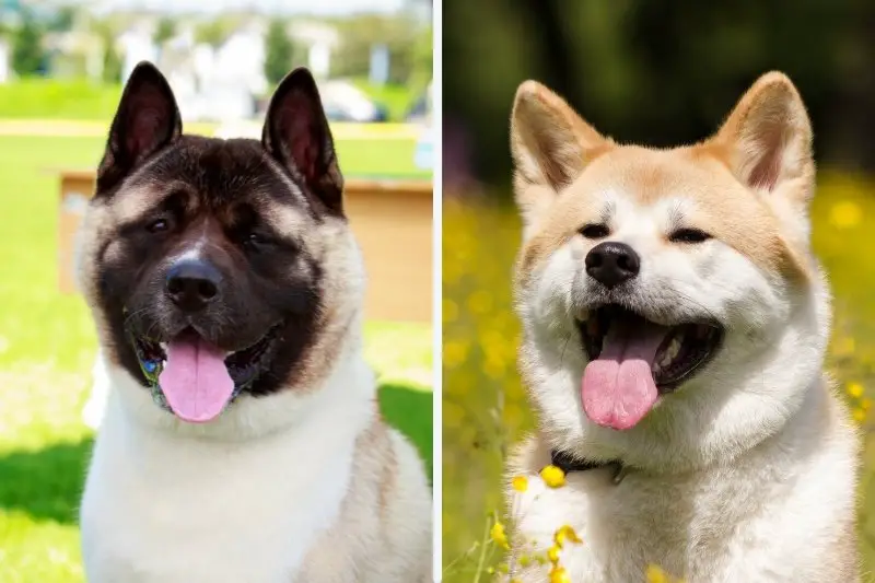 Japanese versus American Akita