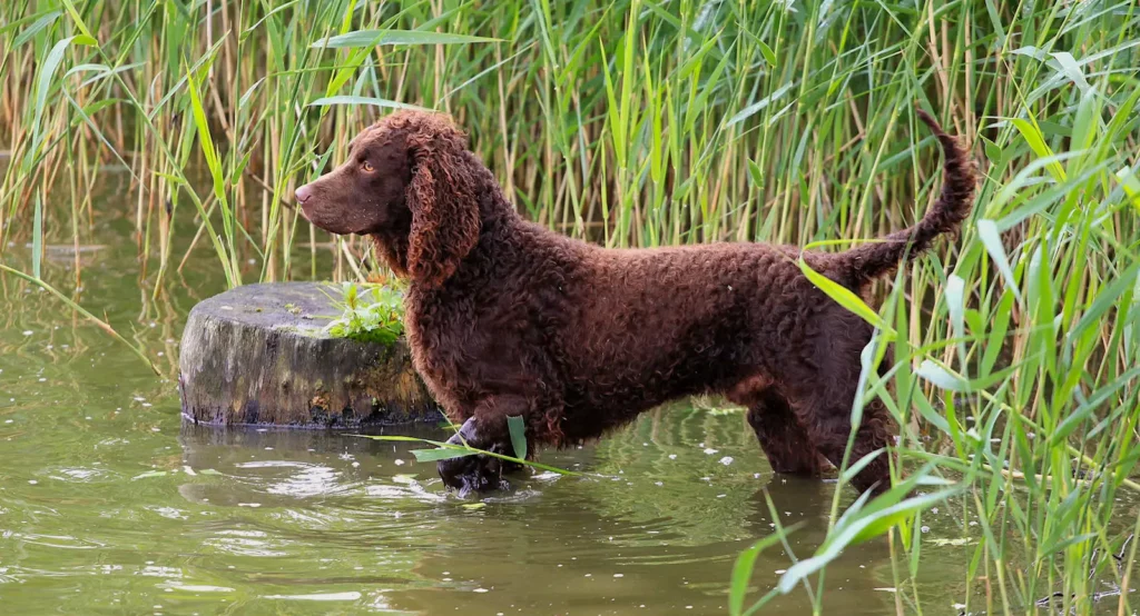 AWS in water