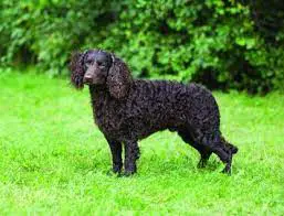 American Water Spaniel standing on grass