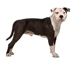 American Staffordshire Terrier