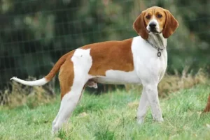 Anglo French Hound standing on grass