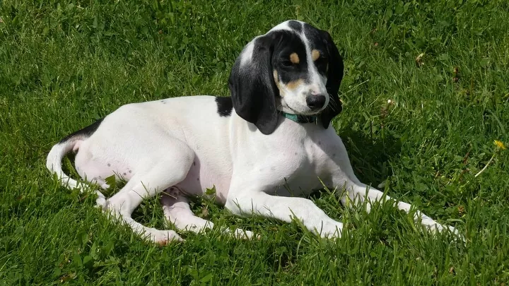 Ariégeois breed sitting on grass.