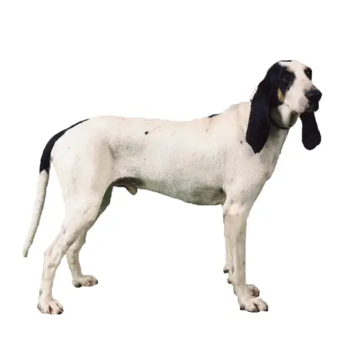 Ariégeois dog breed