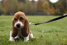 Artois Hound puppy