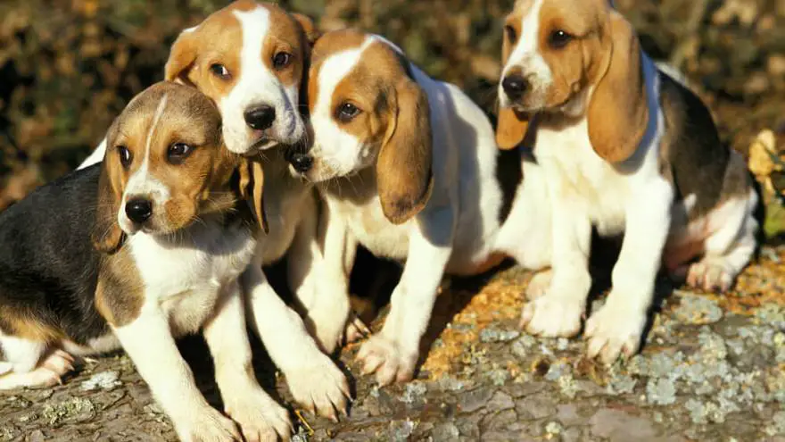 Artois Hound puppies