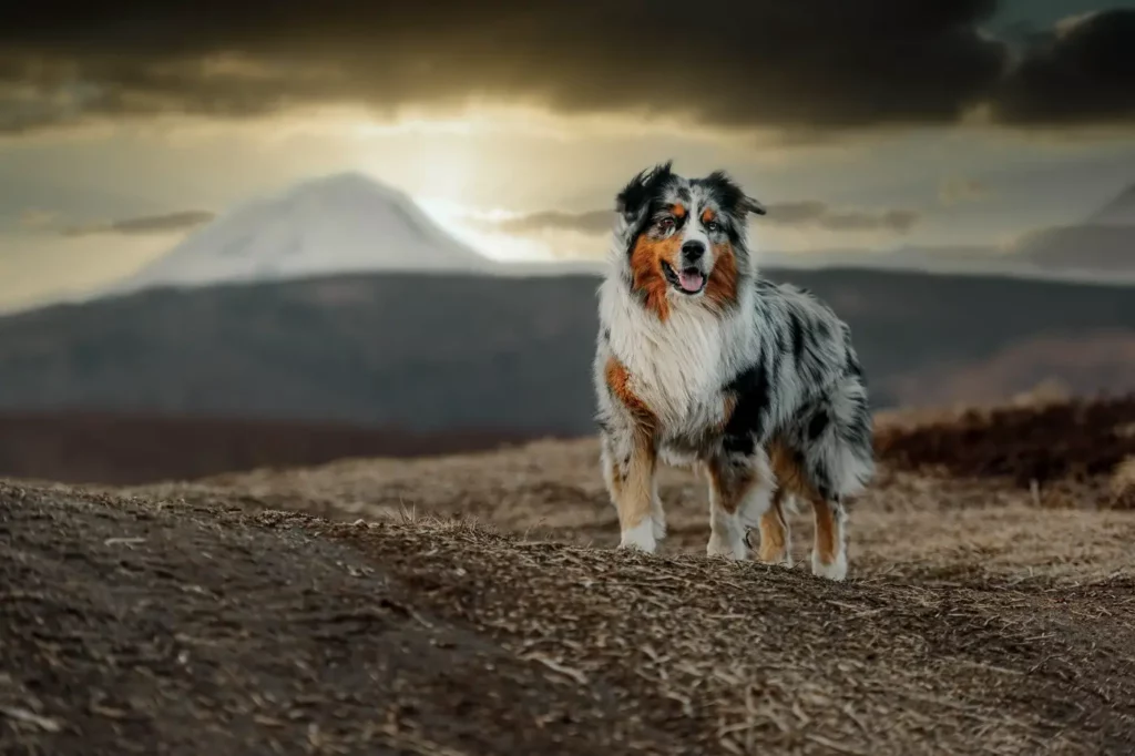 Australian Shepherd 