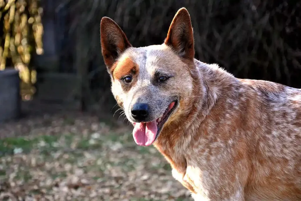 Red Australian Cattle Dog