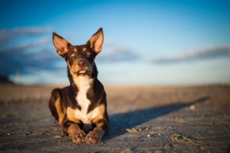 Australian Kelpie laying on the road with blue sky in the background.