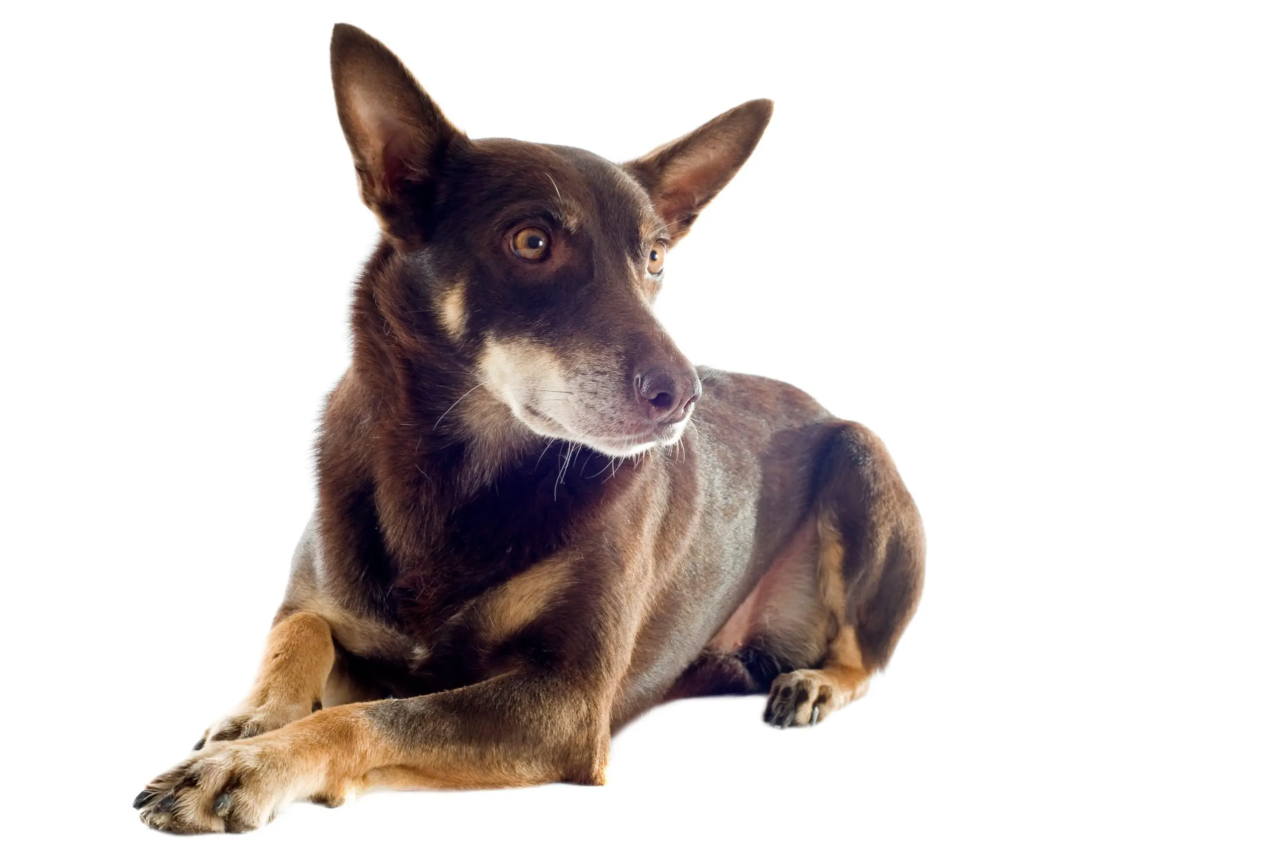 Australian Kelpie laying down white background