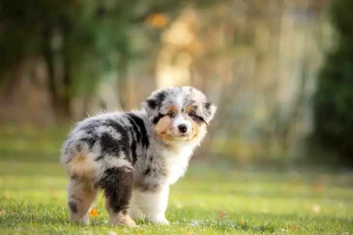 Australian Shepherd puppy