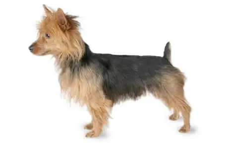 Australian Terrier white background