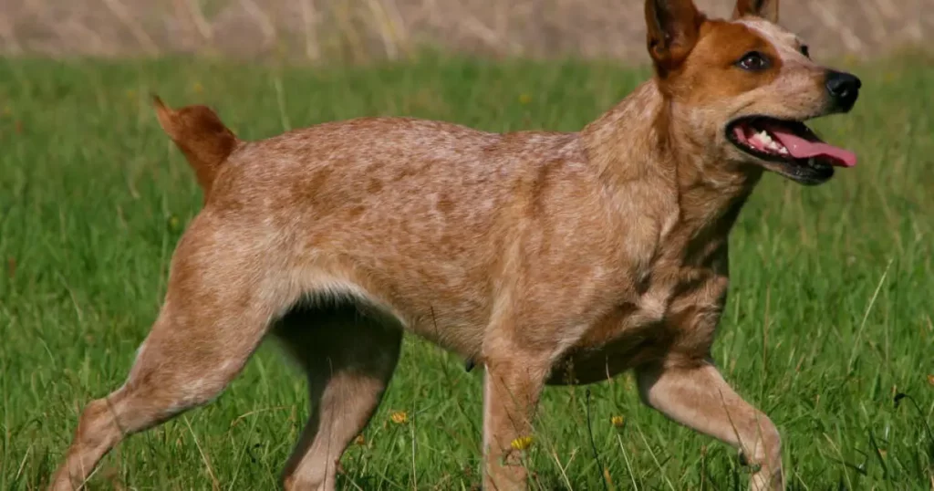 Australian Stumpy Tail Cattle Dog in a field. 