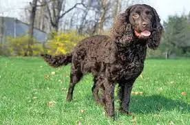 American Water Spaniel on grass