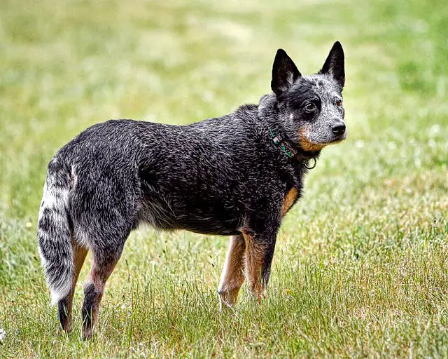 Australian Cattle Dog in a grassy field