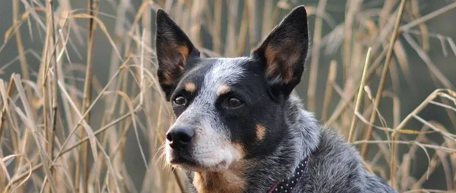 Blue heeler