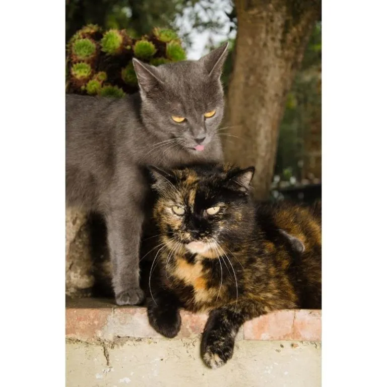 Two cats licking each other