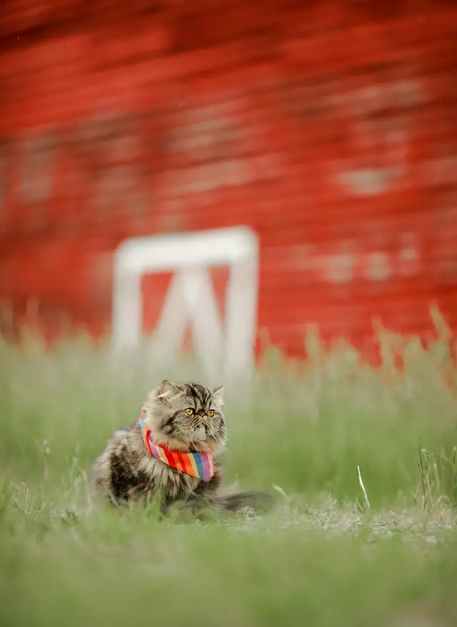 Cat wearing gay pride scarf