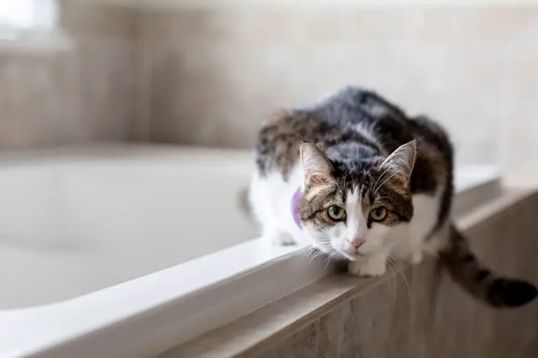 Why Does My Cat Meow In The Bathroom? (6 Reasons & How To Stop It!)