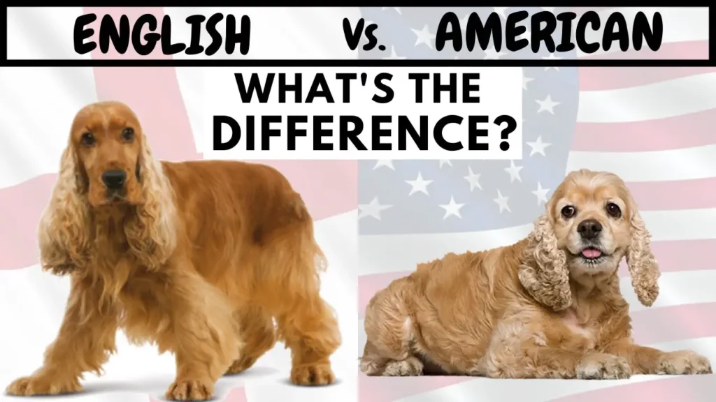 Difference between the Cocker Spaniel and the American Cocker Spaniel