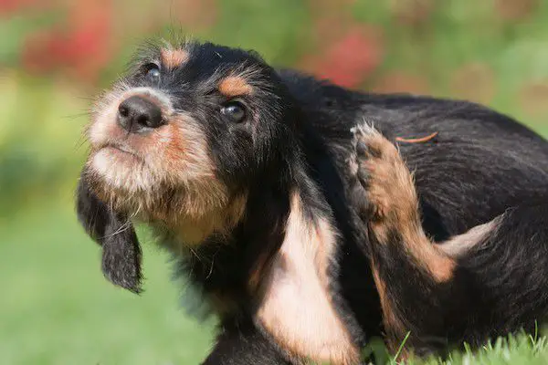 Dog scratching because of fleas.