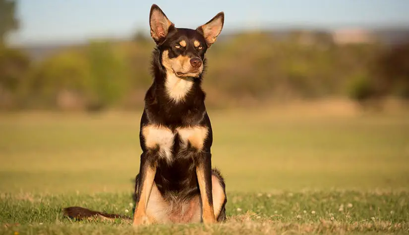 Australian Kelpie dog breed