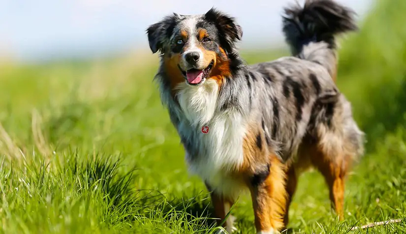 Australian Shepherd on grass