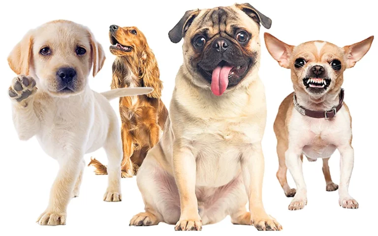 What Dog Breeds Live the Longest? Here’s the Top 29 Longest Living Dog Breeds!