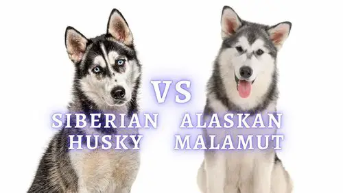 Difference between Alaskan Malamute and Husky.