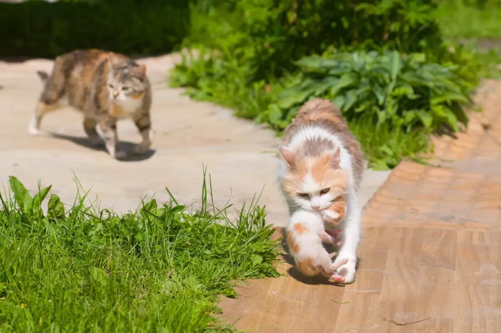 Mother cat moving dead kitten