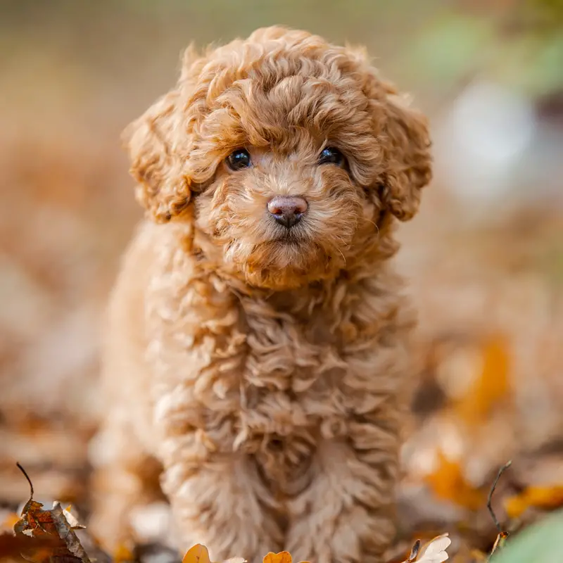 Miniature toy poodle