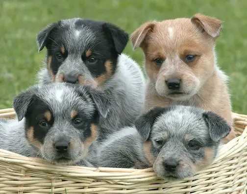 Red and blue Australian Cattle Dog puppies