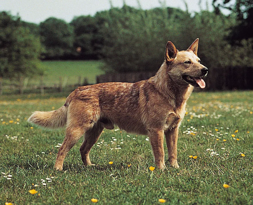 Red heeler