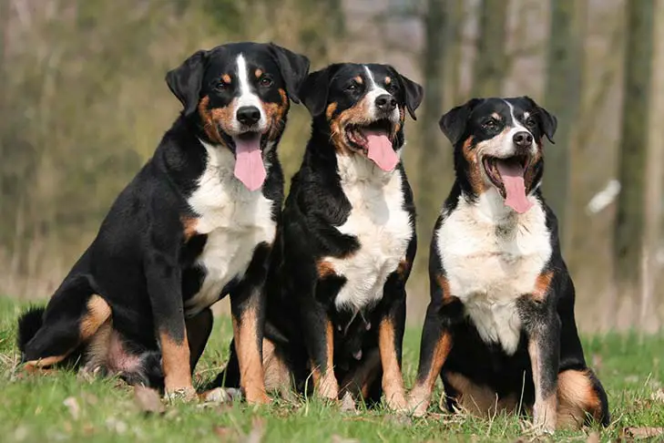Appenzeller Sennenhund Dog Breed: Pictures, Info & Care Guide