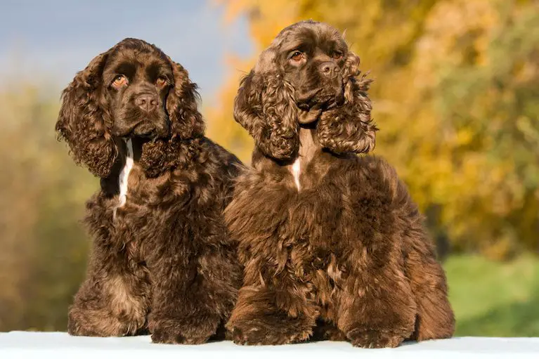 Two brown American Cocker Spaniels standing next to each other