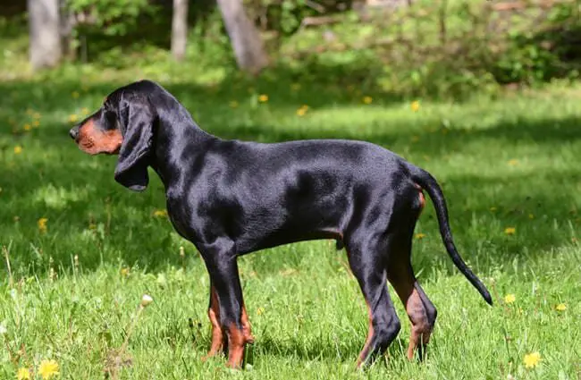 Austrian Black and Tan Hound shiny coat