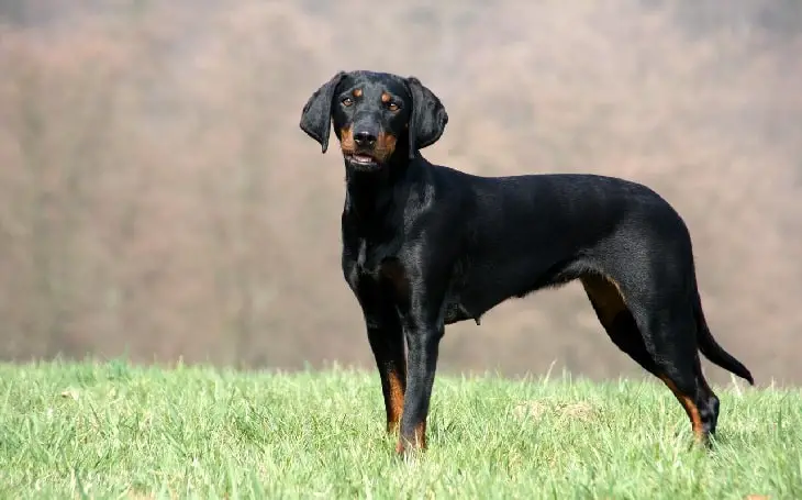 Austrian Black and Tan Hound standing on grass