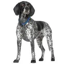 Auvergne Pointer white background