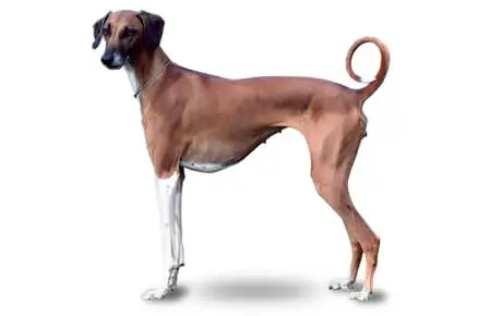 Azawakh Dog Breed