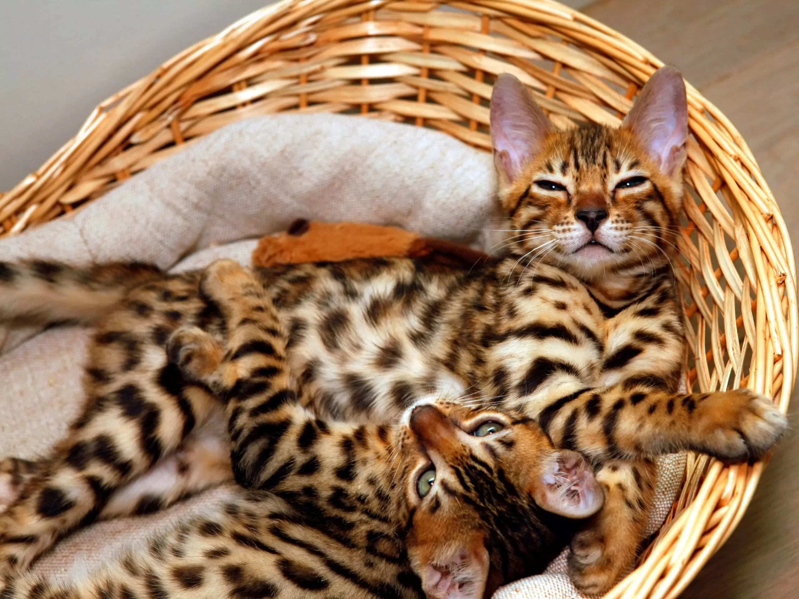 Bengal kittens