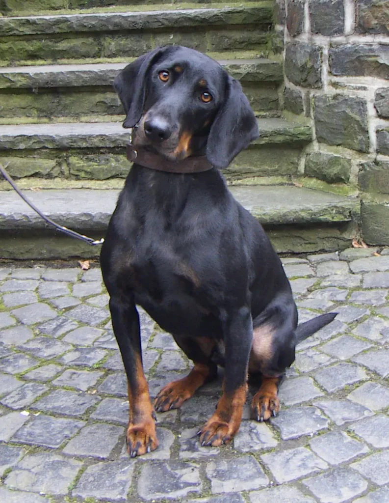Austrian Black and Tan Hound sitting on a cobble stone road