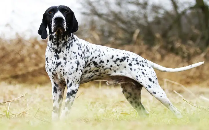 Auvergne Pointer standing.