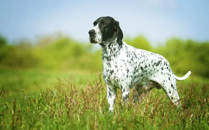 Auvergne Pointer in a green field.