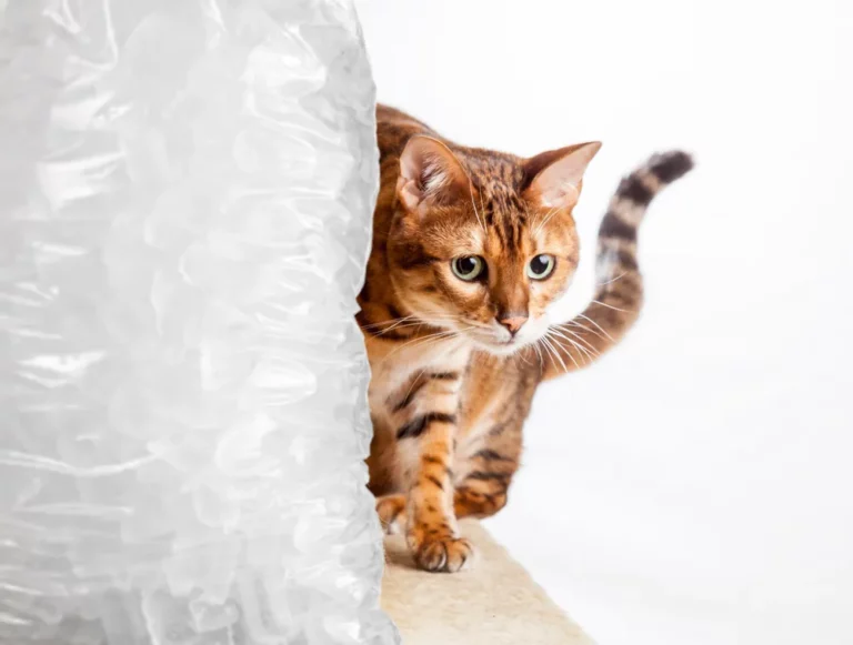 Do Cats Like Ice Water? Exploring Feline Hydration Preferences